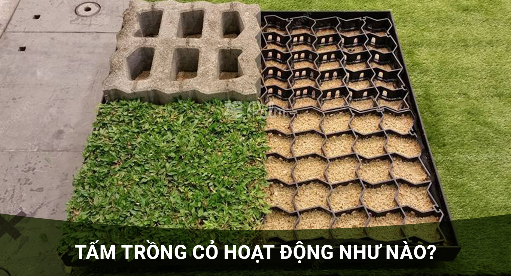 Cơ Chế Của Tấm Trồng Cỏ: Vì Sao Cỏ Vẫn Sống Khi Xe Đi Lên?