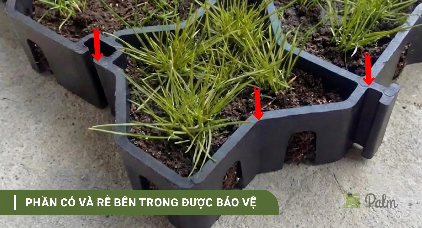 Cơ Chế Của Tấm Trồng Cỏ: Vì Sao Cỏ Vẫn Sống Khi Xe Đi Lên?