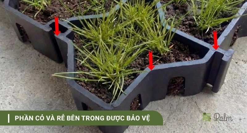 Tổng Hợp Các Thương Hiệu Vỉ Trồng Cỏ Tại Việt Nam 2026