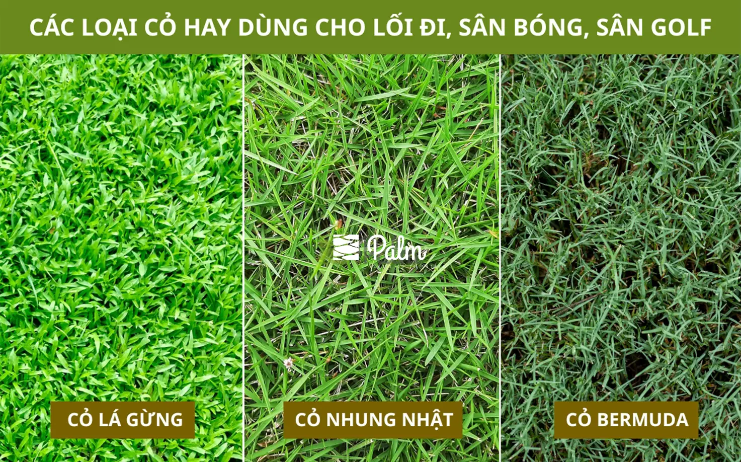 Nên Chọn Vỉ Trồng Cỏ Hay Vỉ Trải Sỏi? So Sánh Sự Khác Biệt