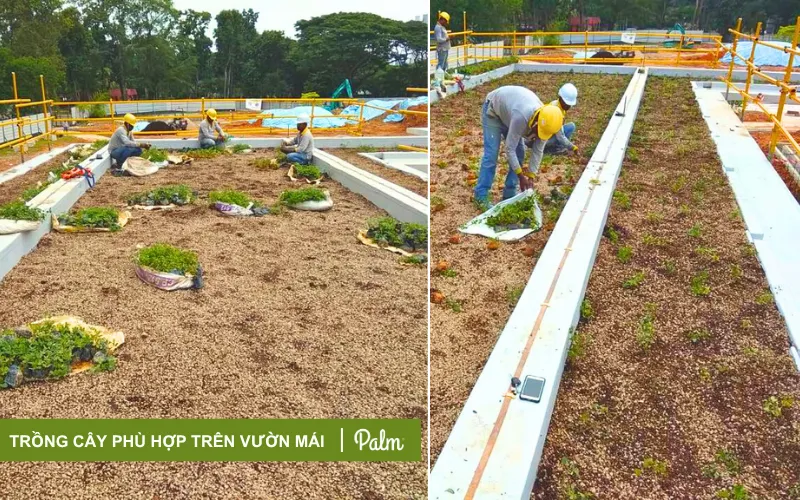 Hướng Dẫn A-Z Thi Công Vườn Trên Mái Đạt Tiêu Chuẩn Singapore