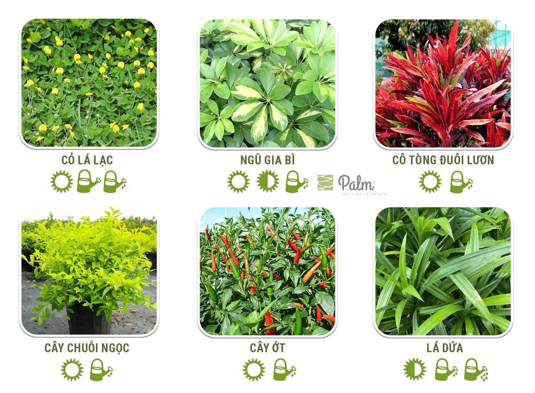 Tổng hợp cây trồng tường xanh 1