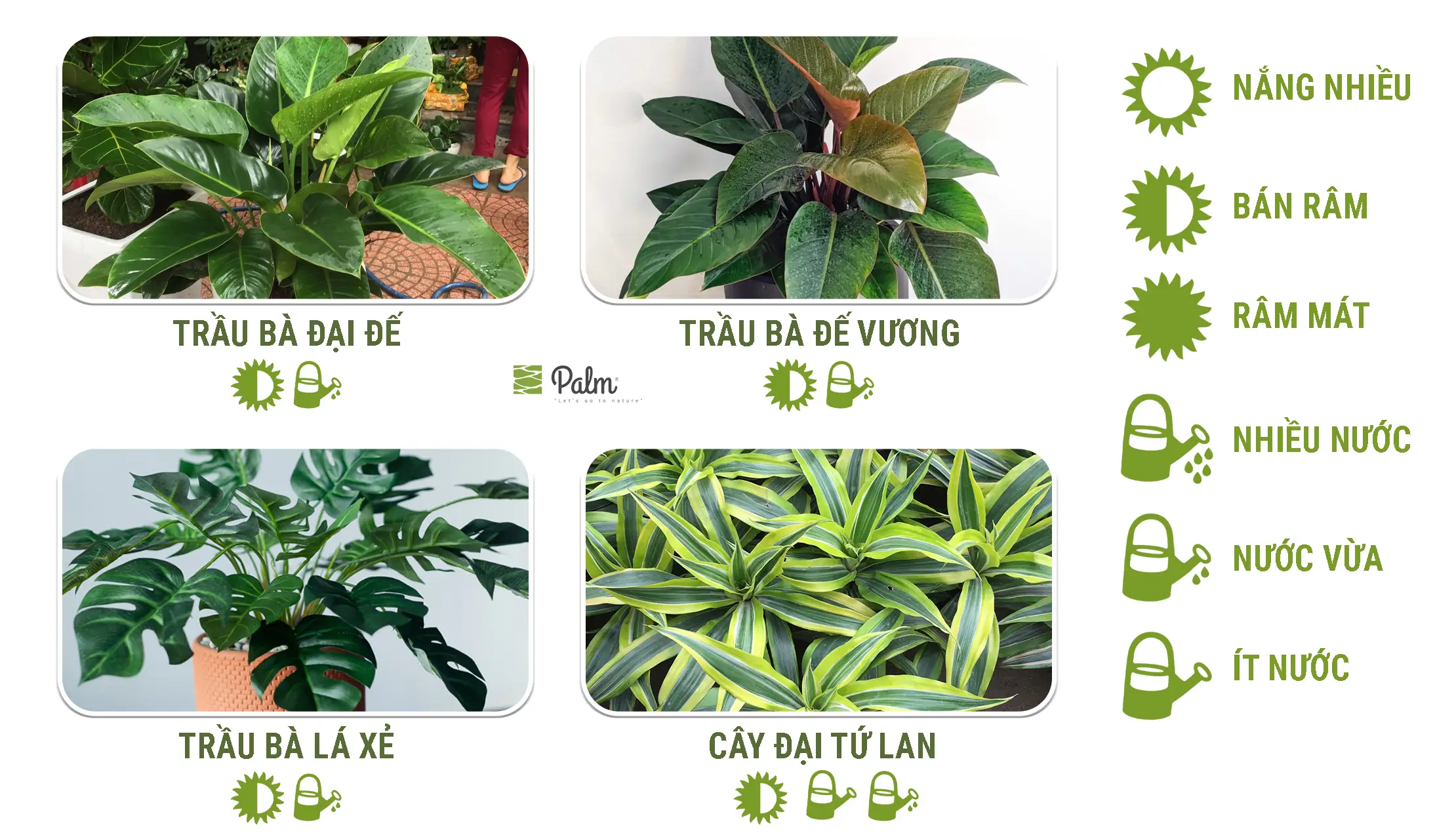 Tổng hợp cây trồng tường xanh 3