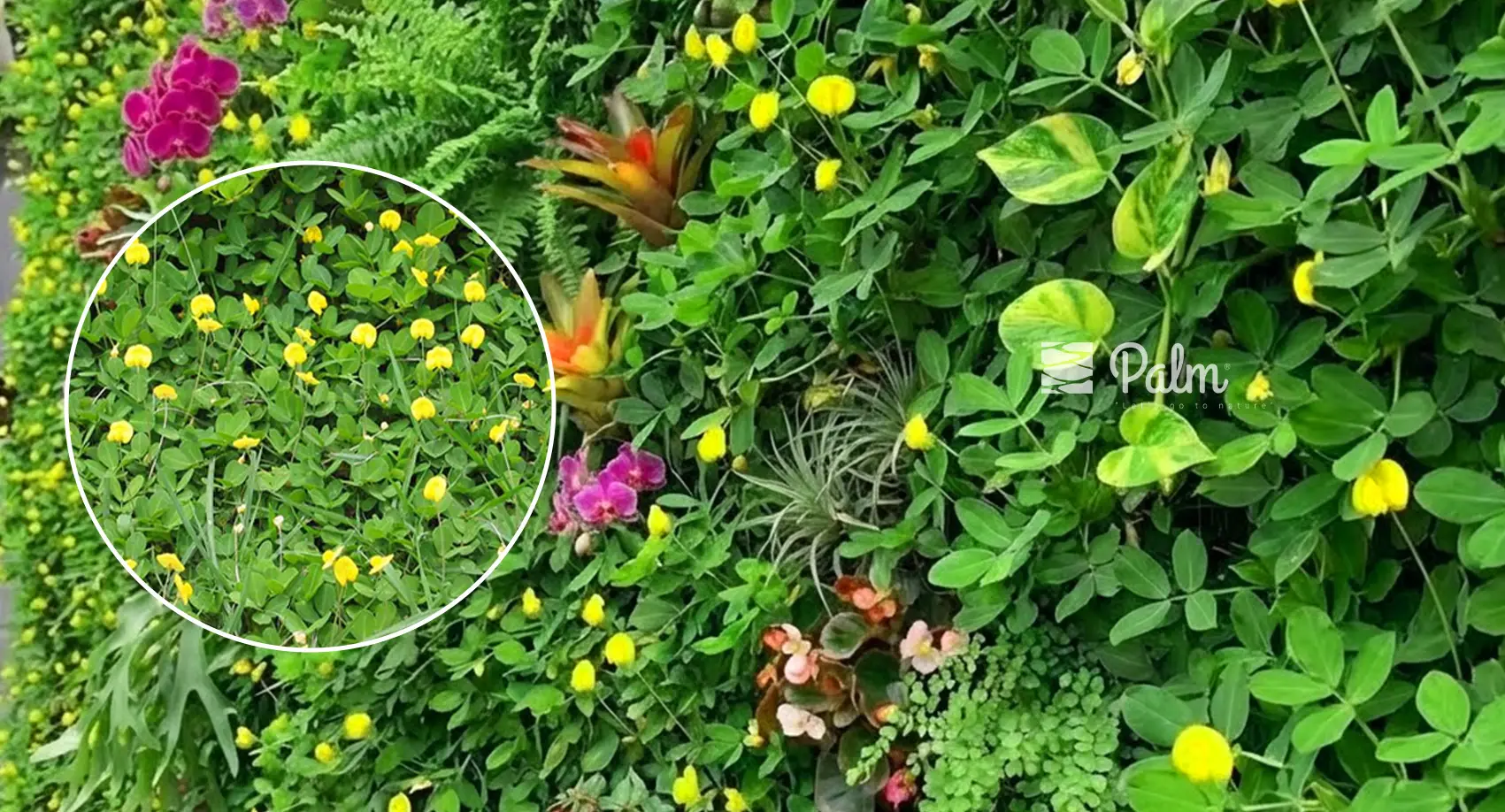 Chọn trồng cỏ lá lạc cho tường xanh