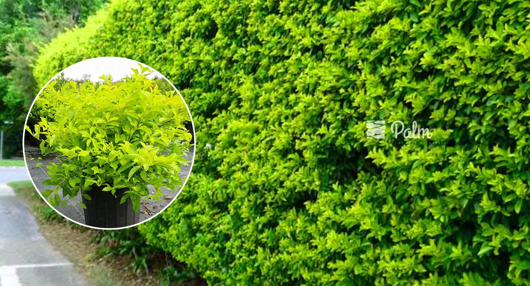 Chọn trồng cây chuỗi ngọc cho tường xanh