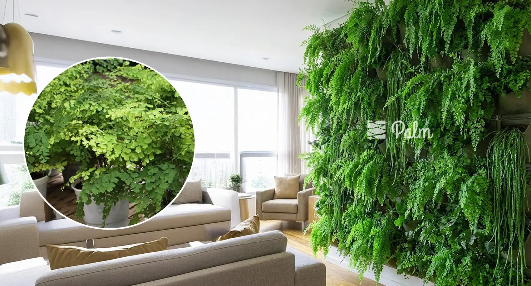 Chọn trồng cây tóc thần vệ nữ cho tường xanh