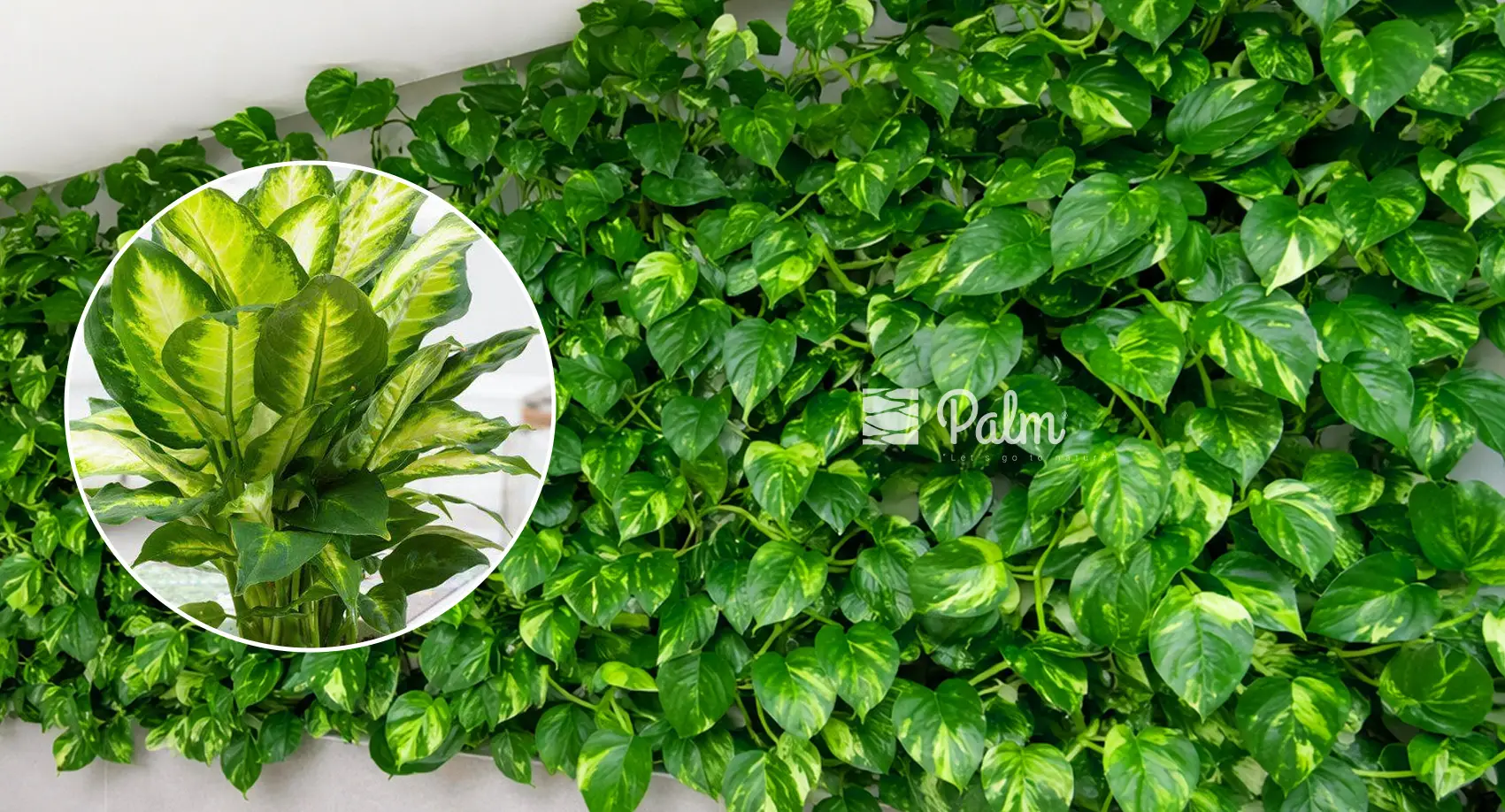 Chọn trồng cây vạn niên thanh cho tường xanh