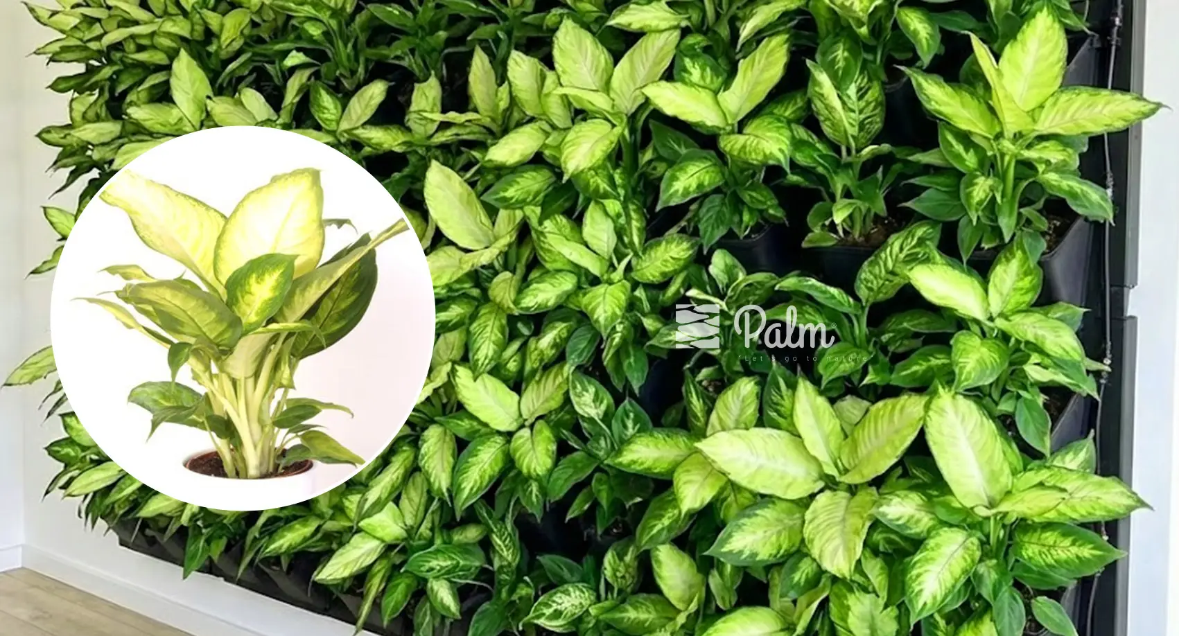 Chọn trồng cây vạn niên thanh lá vàng cho tường xanh