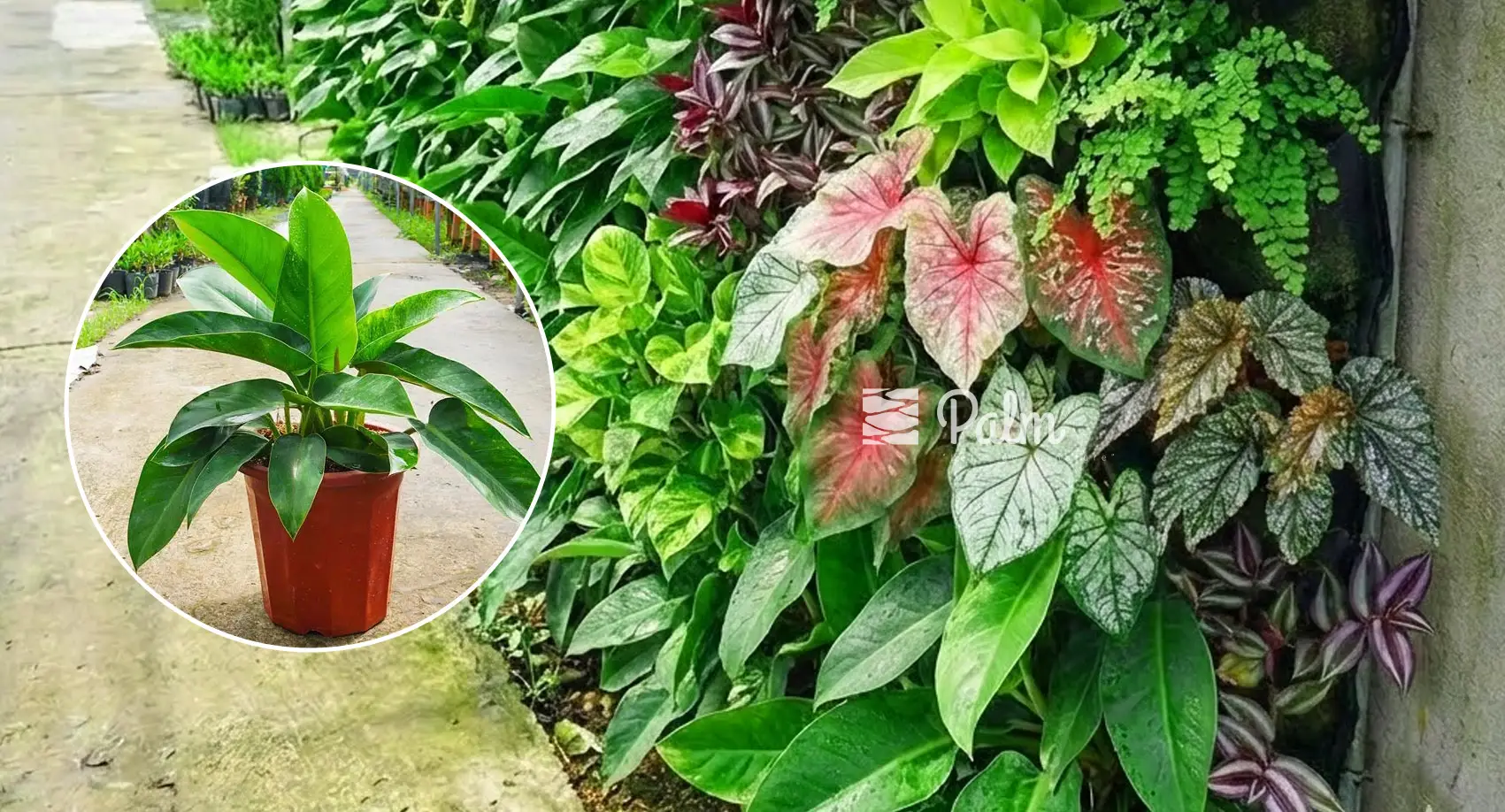 Chọn trồng cây trầu bà đại đế cho tường xanh