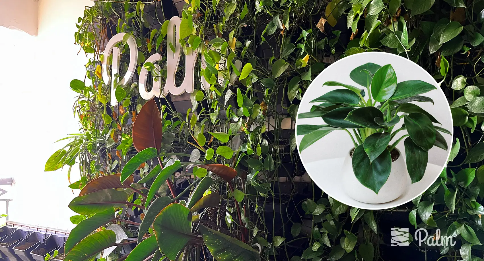 Chọn trồng cây trầu bà đế vương cho tường xanh