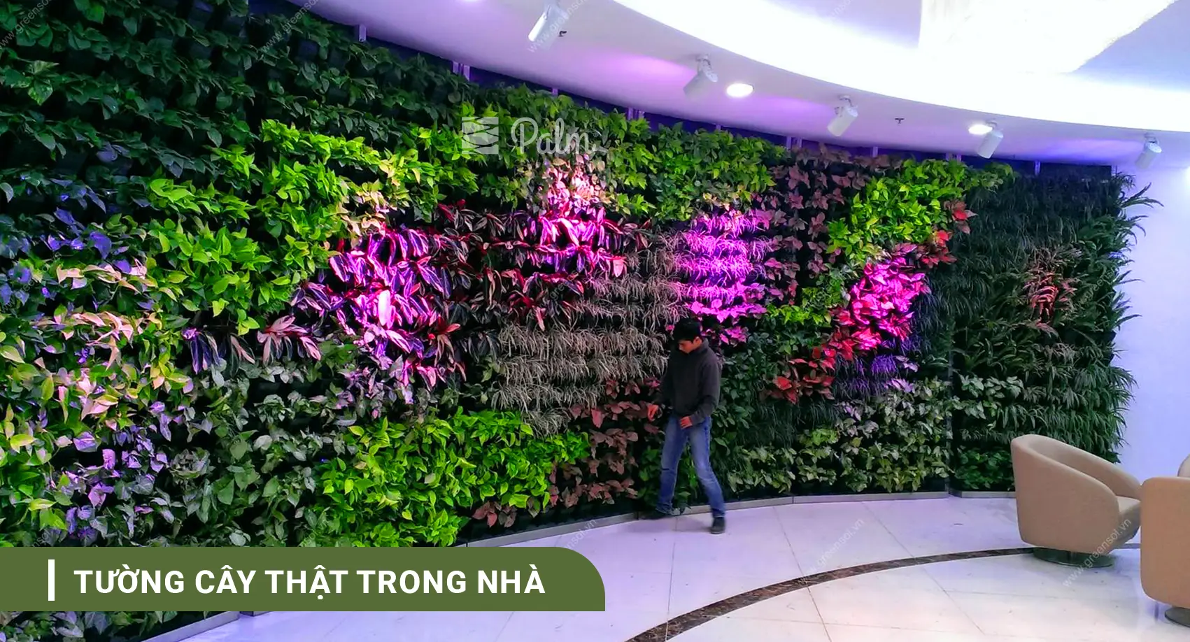 Tường cây thật trong nhà tại Royal City