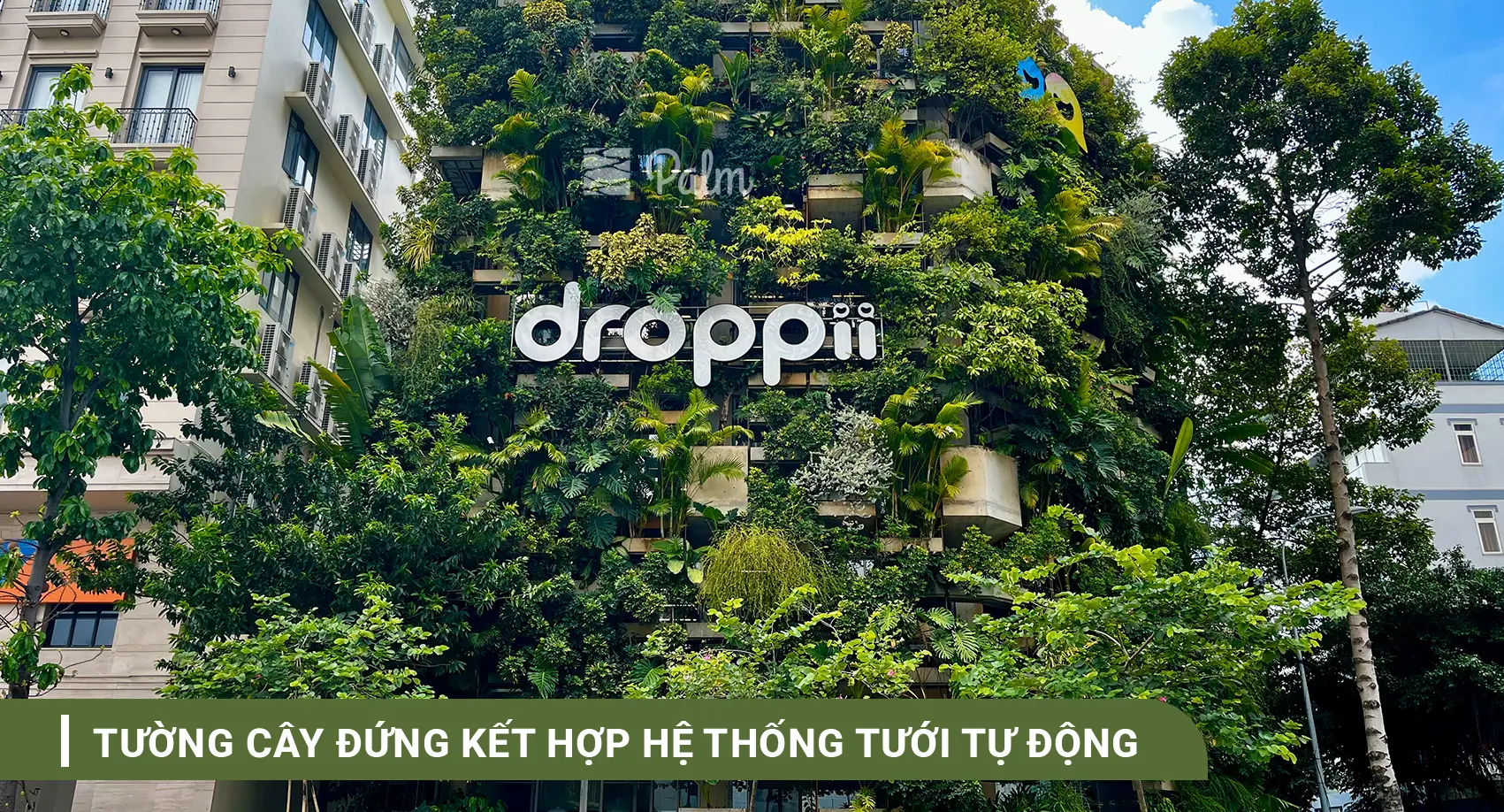 Cách giữ tường xanh bền vững