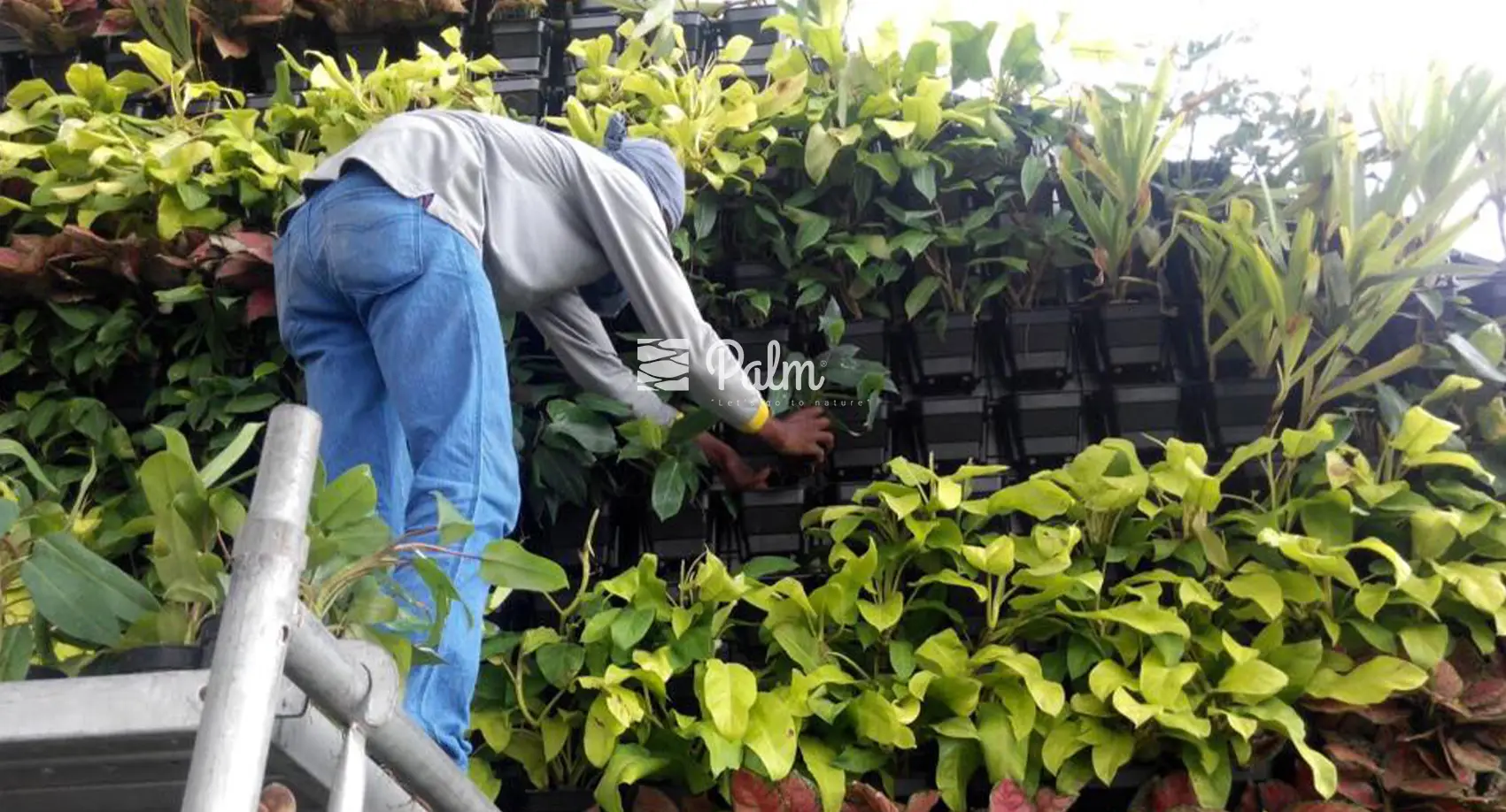 Tổng Hợp 99+ Mẫu Thiết Kế Tường Cây Đẹp Cho Từng Loại Công Trình