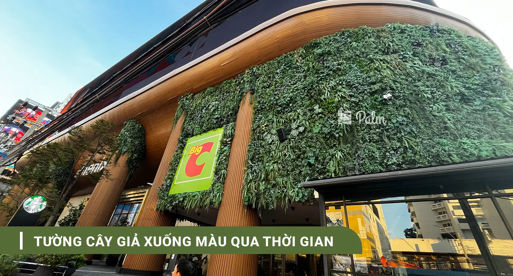 Tường Cây Giả Hay Thật? Bí Quyết Chọn Theo Từng Không Gian