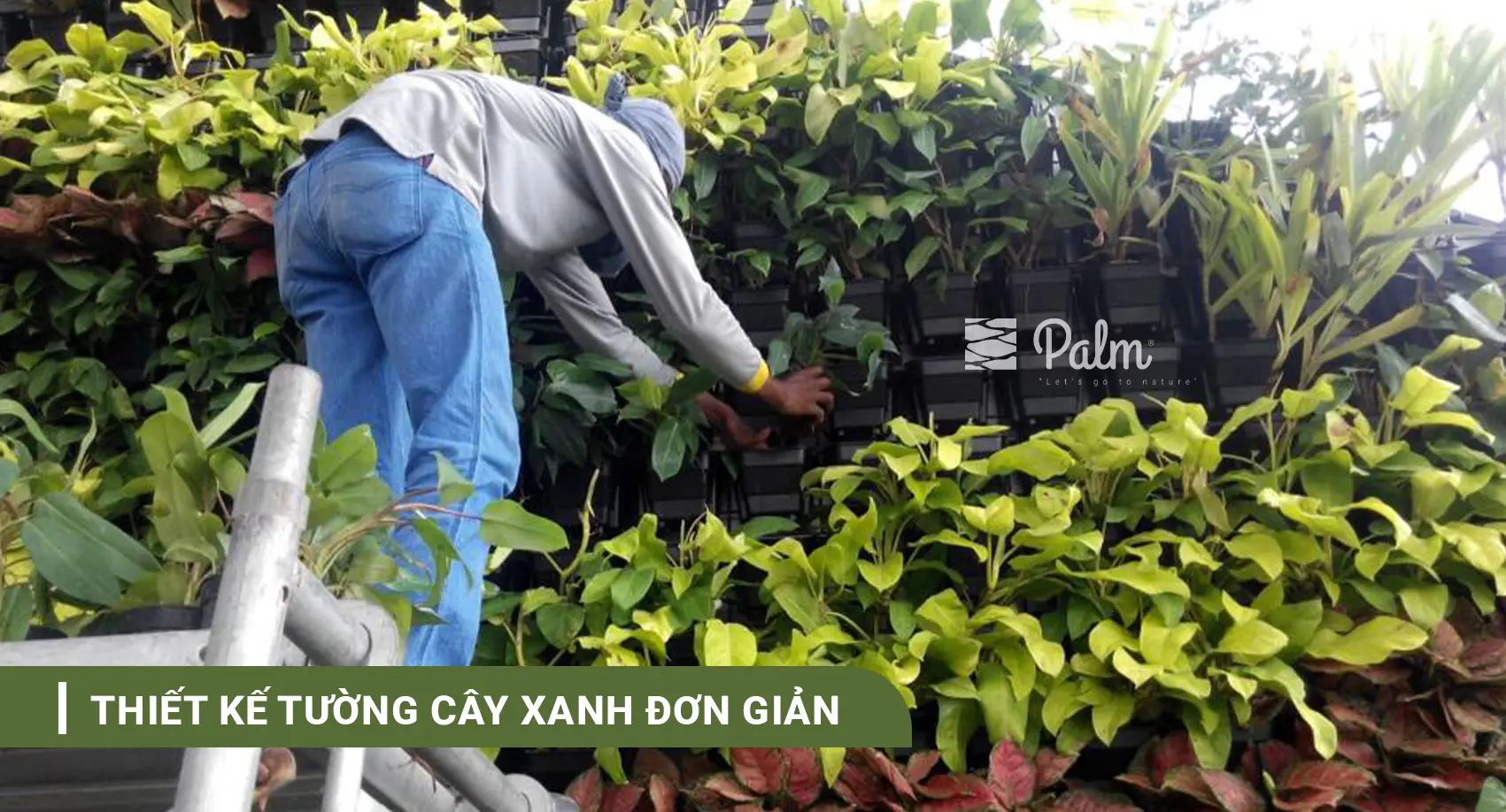 Tường Cây Xanh | A-Z về Lợi Ích, Cách Thi Công & 10+ Mẫu Đẹp Nhất