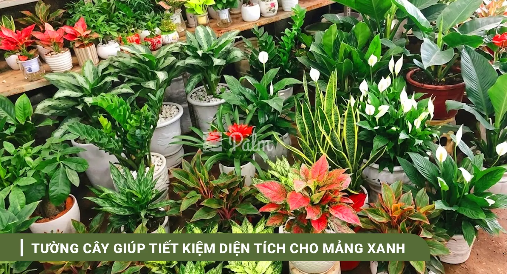 Tường Cây Xanh | A-Z về Lợi Ích, Cách Thi Công & 10+ Mẫu Đẹp Nhất
