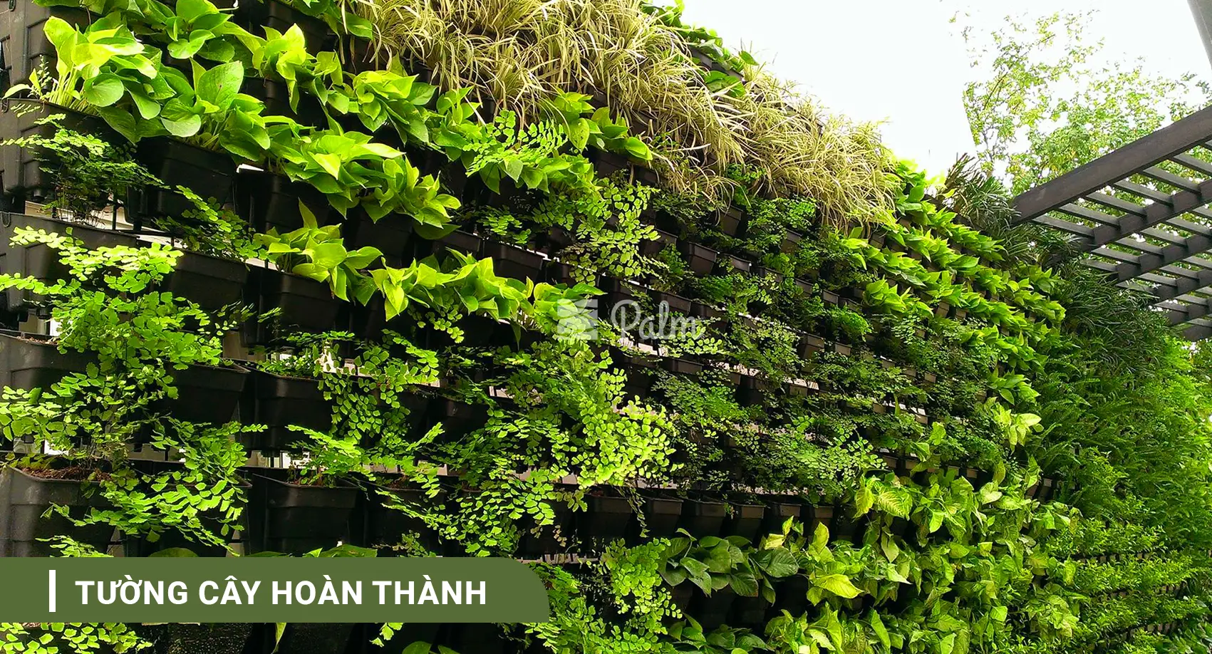 Tường Cây Xanh | A-Z về Lợi Ích, Cách Thi Công & 10+ Mẫu Đẹp Nhất