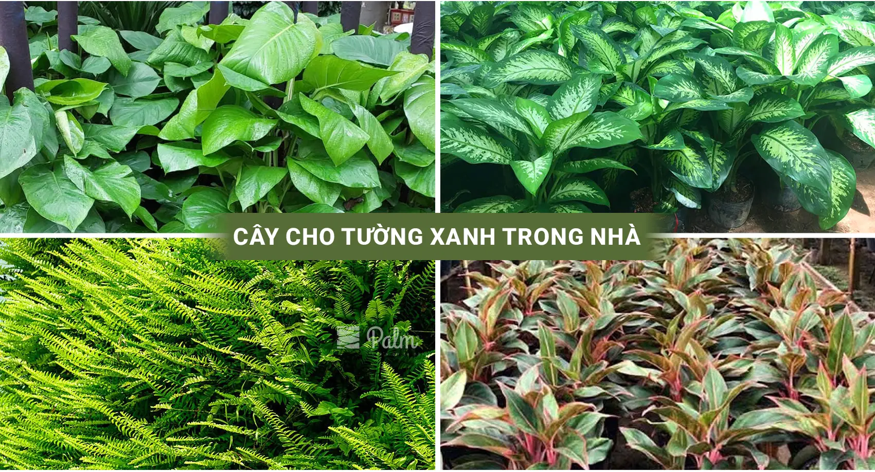 Tường Cây Xanh | A-Z về Lợi Ích, Cách Thi Công & 10+ Mẫu Đẹp Nhất