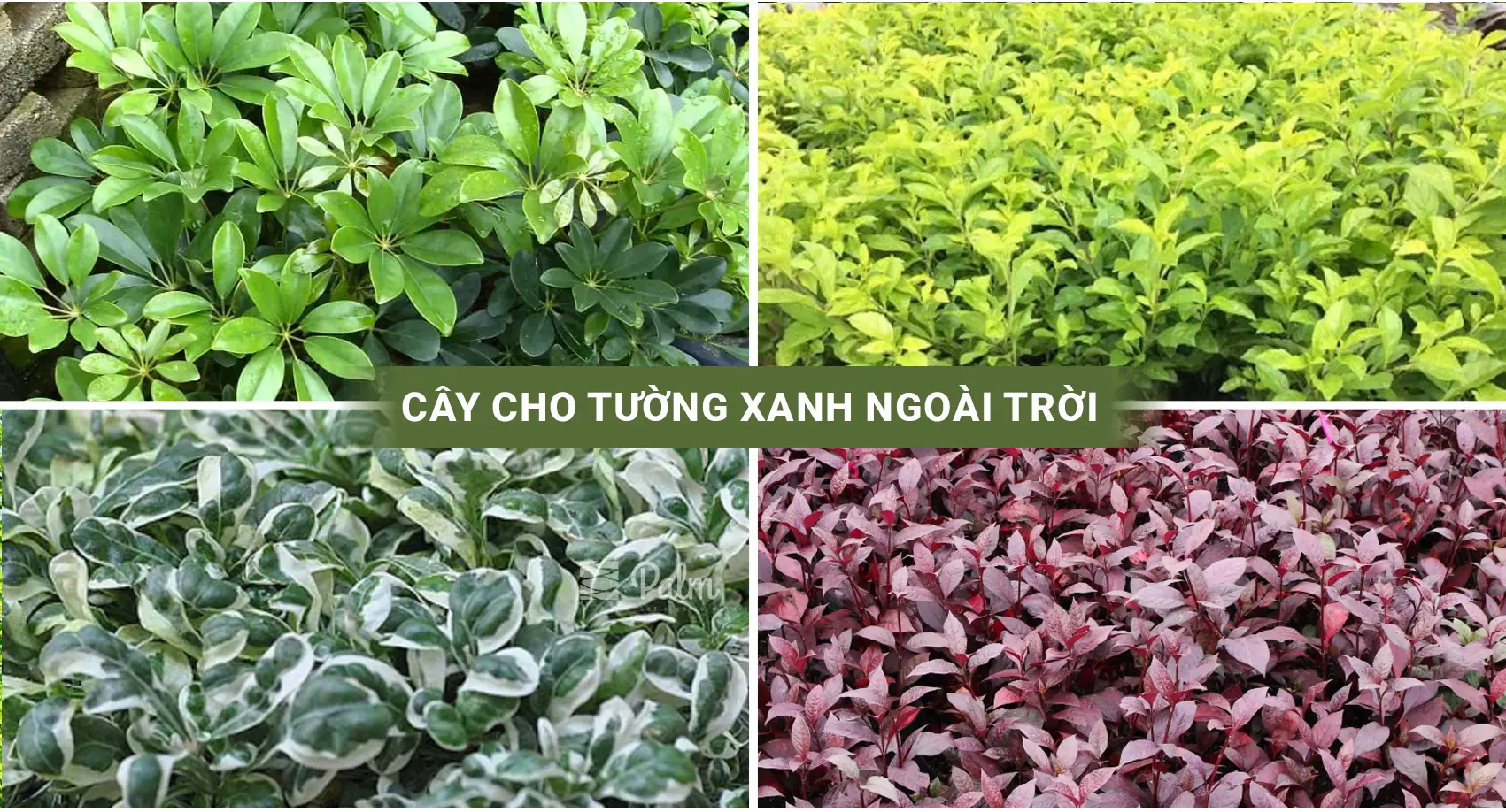 Tường Cây Xanh | A-Z về Lợi Ích, Cách Thi Công & 10+ Mẫu Đẹp Nhất