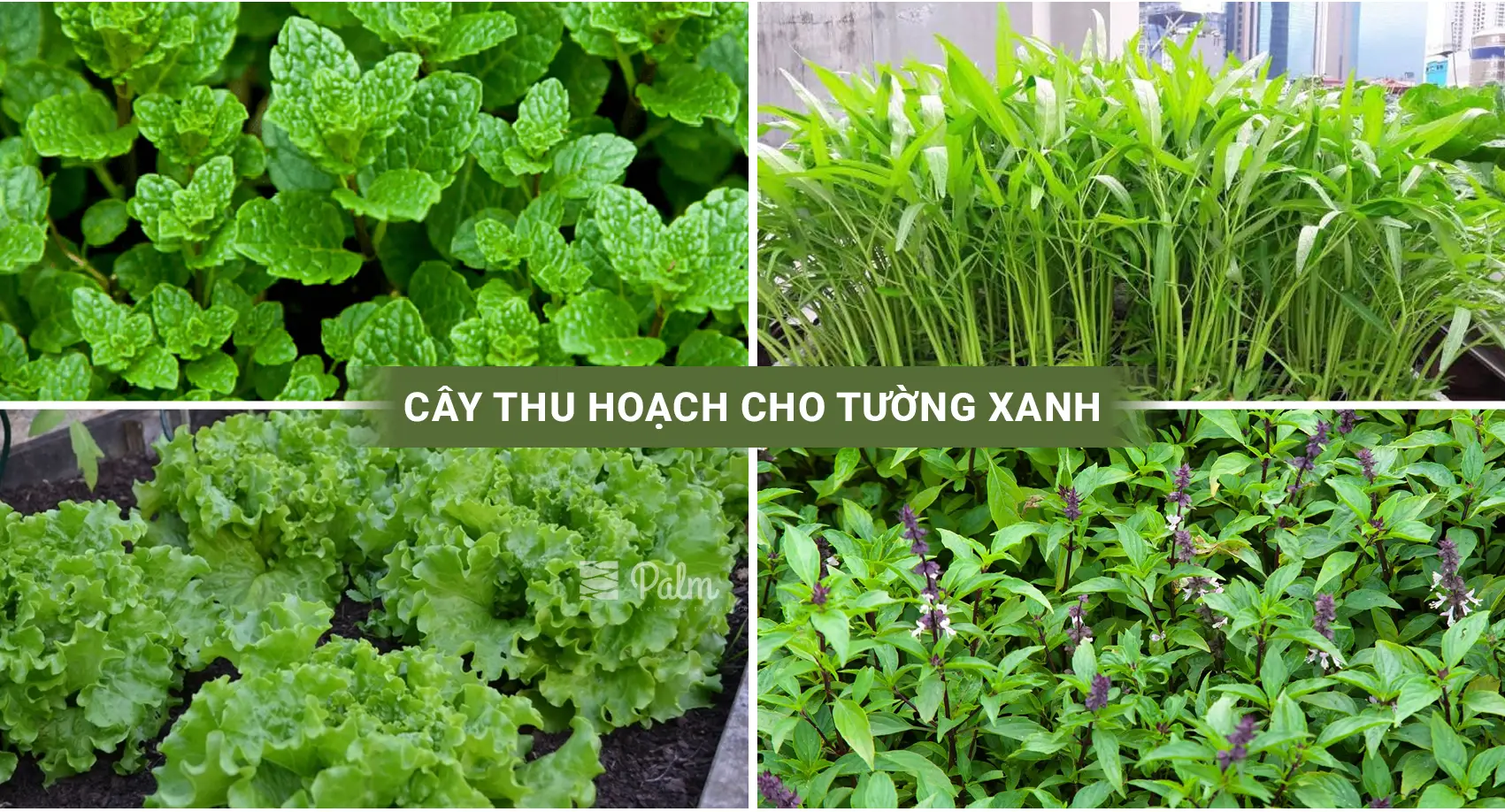 Tường Cây Xanh | A-Z về Lợi Ích, Cách Thi Công & 10+ Mẫu Đẹp Nhất