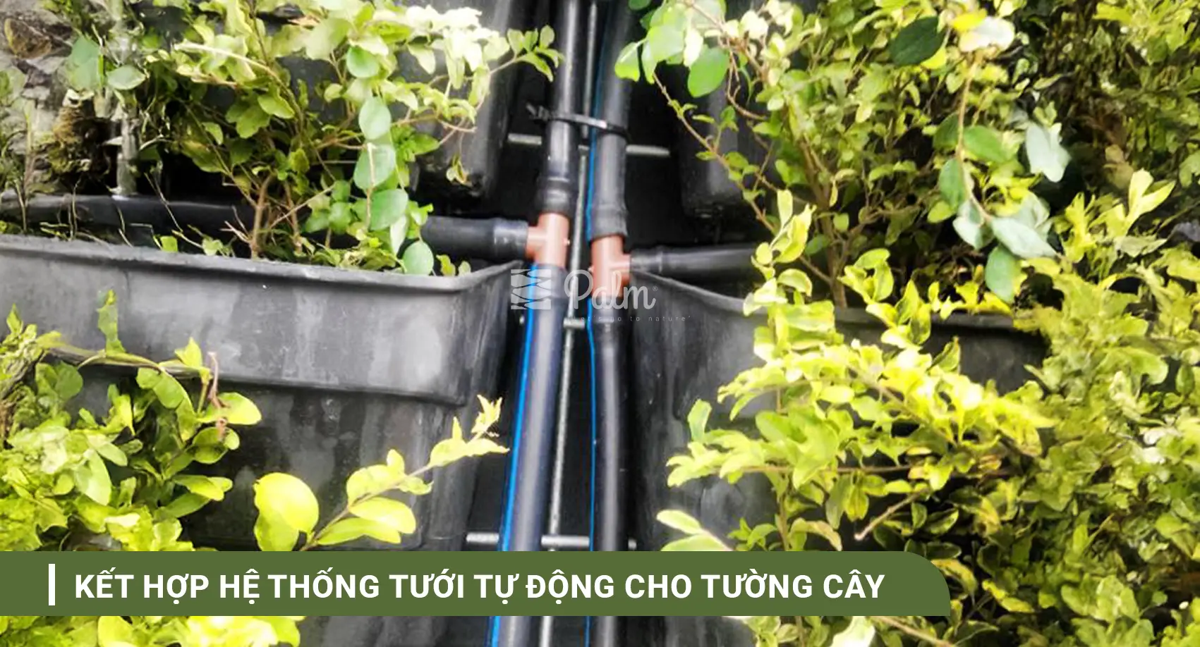 Tường Cây Xanh | A-Z về Lợi Ích, Cách Thi Công & 10+ Mẫu Đẹp Nhất